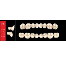 Ref-Line Posterior D4 F4 dolní zuby