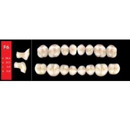 Ref-Line Posterior D4 F6 dolní zuby