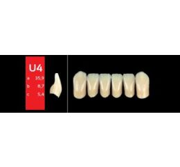 Ref-Line Anterior D4 U4 zuby