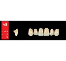 Ref-Line Anterior B2 M1 zuby
