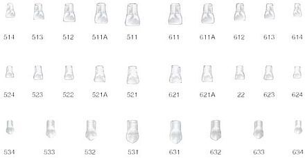 Pedo Strip Crowns korunky 531