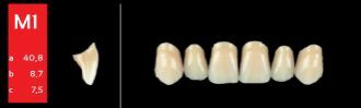 Ref-Line Anterior B2 M1 zuby